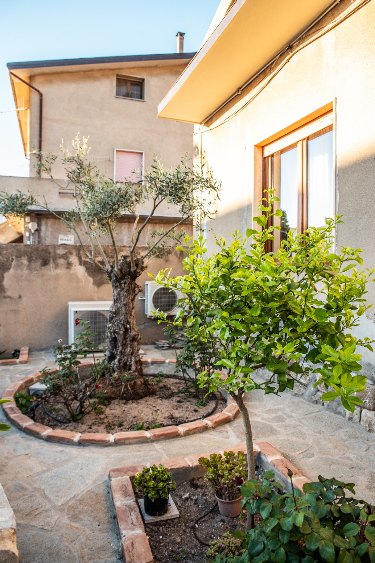 Cour privée de Casa Antioca avec olivier centenaire et citronnier
